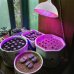 BASIC LED GROW žiarovka na všetky rastliny, E27, ružová (30W)